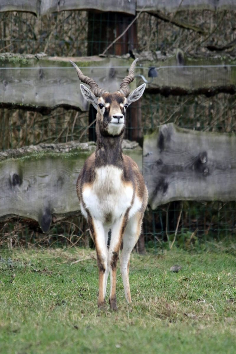 Indische antilope - De Zonnegloed - Dierenpark - Dieren opvangcentrum - Sanctuary